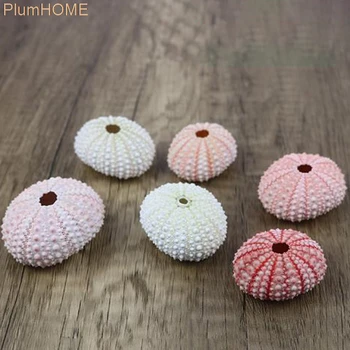 2tk Loomulik merisiilik Conch Shell Tillandsia Kapseldatud Taim Pulm Kodu Kaunistamiseks DIY Akna Dekoratsioonid, Disain merisiilik