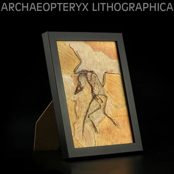 Vitae Archaeopteryx lithographica Fossiilsete Foto Raami Dinosaurus Mänguasjad Loomade Koguja Teenetemärgi Täiskasvanute Kingitus